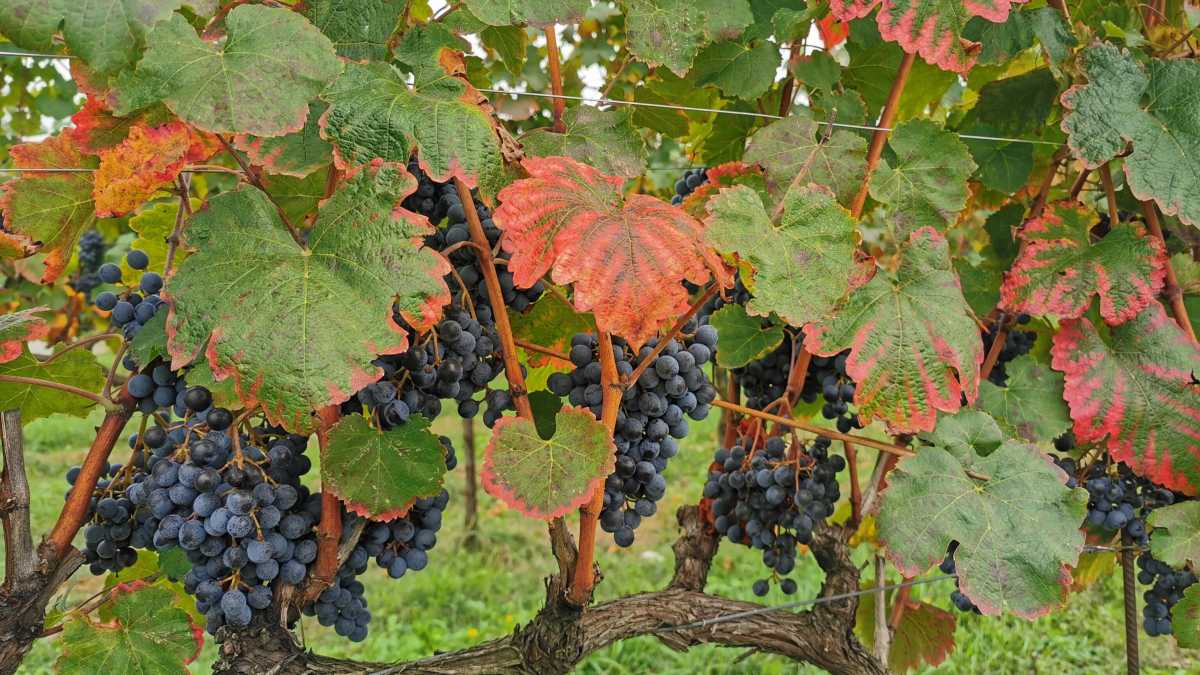 Immagine di E' incredibile che l'Italia non abbia un Museo Nazionale del Vino