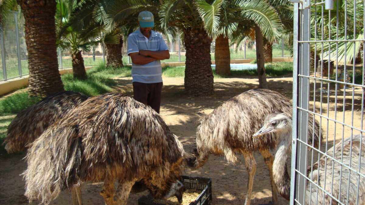 Immagine di La strage dello zoo di Tripoli