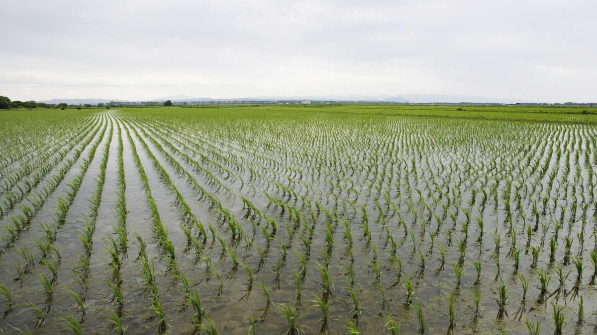 Immagine di La Vittoria del riso: la ricerca genetica ricomincia da tre (campi)