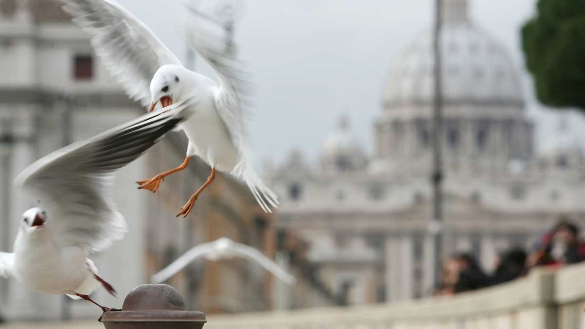 Immagine di Perché occorre liberalizzare la caccia ai gabbiani