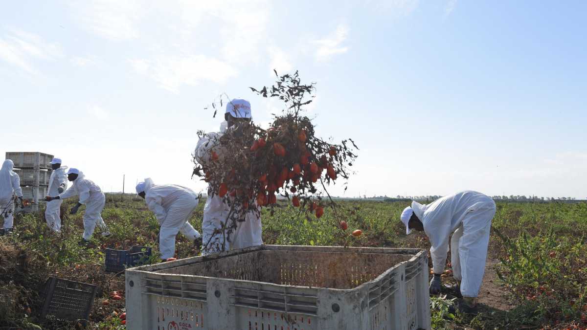 Immagine di Meloni vara un nuovo decreto flussi: via libera all’ingresso di mezzo milione di immigrati nei prossimi tre anni