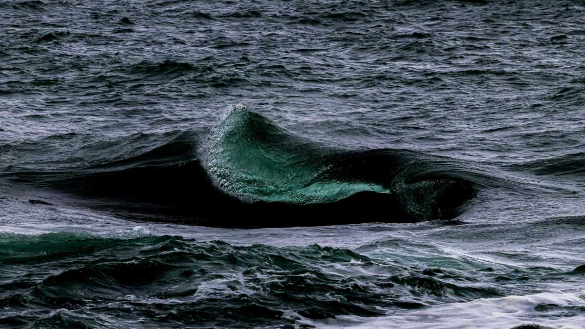 Immagine di La balena di Hoare, ovvero la mostruosità celata tra le insidie dell’oceano