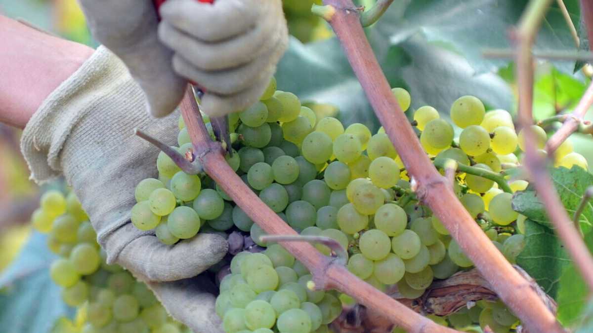 Immagine di A Lavello insultano i vini lucani