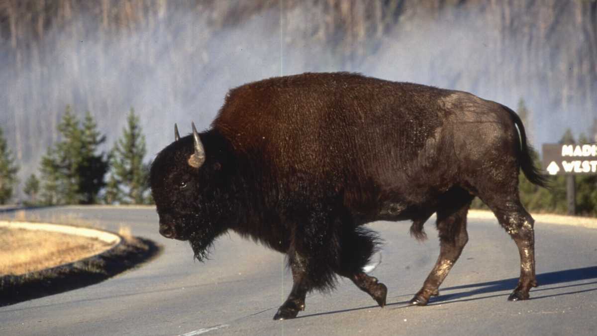 Immagine di Entusiasmarsi per l'America profonda