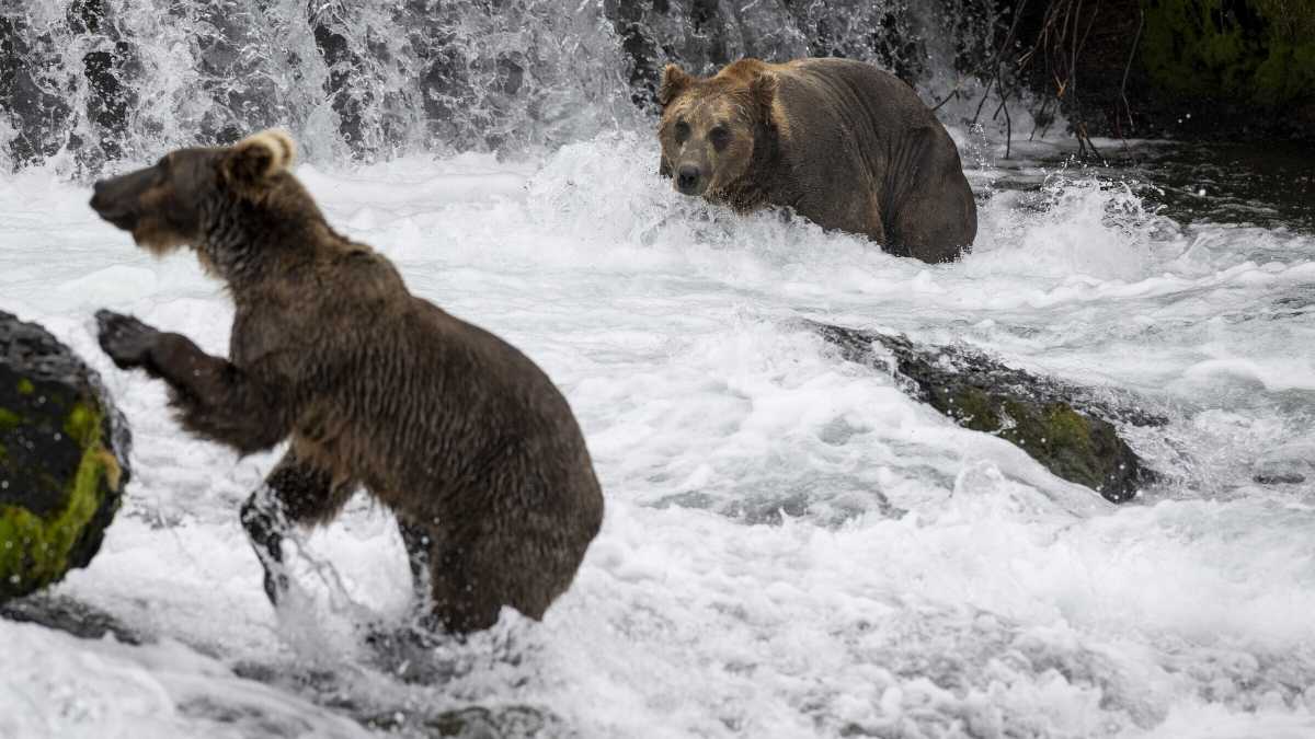Immagine di La natura inospitale e feroce dell’Alaska di Herzog. Con gli orsi. Un monito