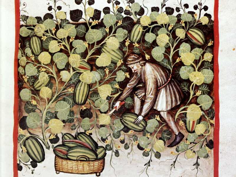 Cocomeri armati. Storie e guerre del re dei frutti