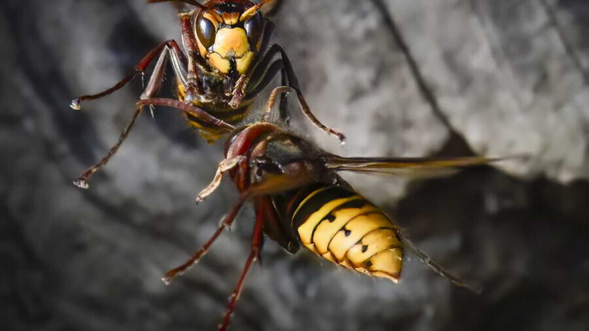 Immagine di Latinorum zoppicanti e calabroni in vacanza