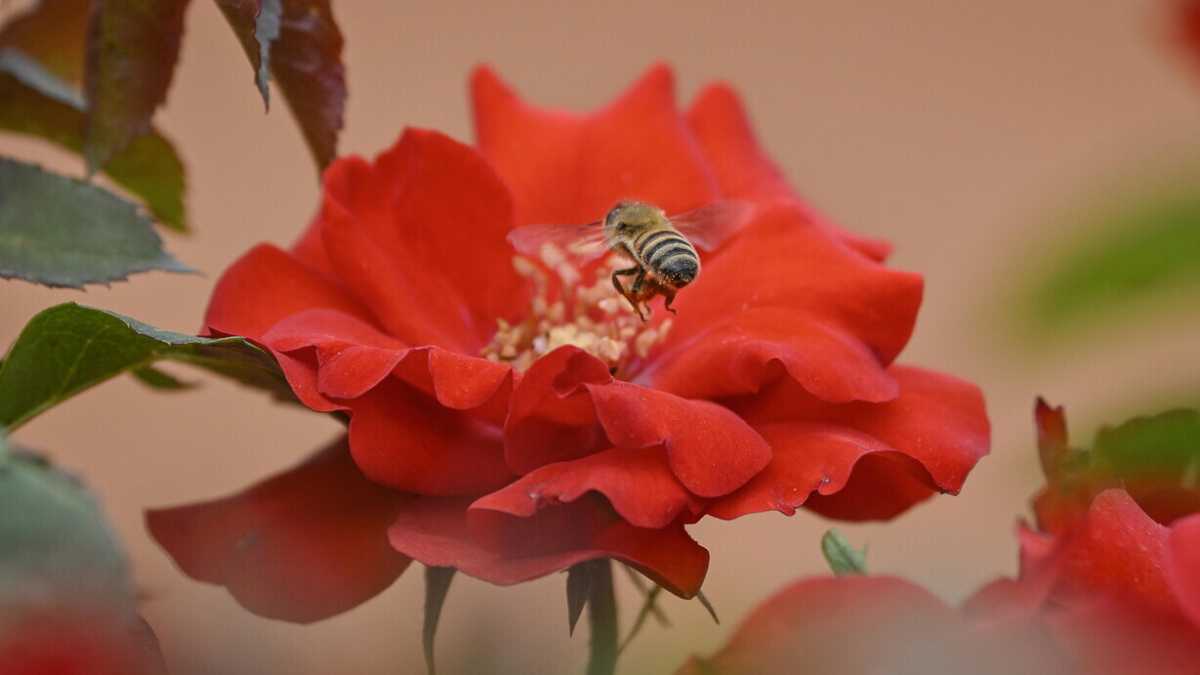 Immagine di I nostri cervelli condividono una comune grammatica del colore