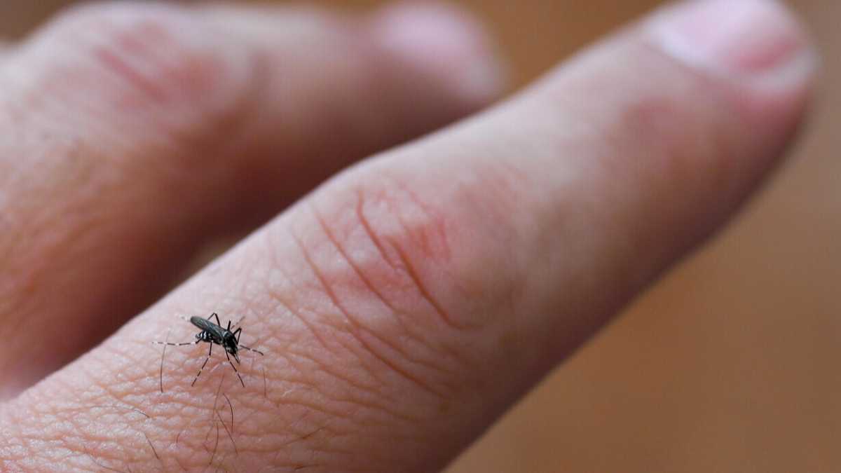Immagine di Allearsi con le zanzare per combattere la dengue