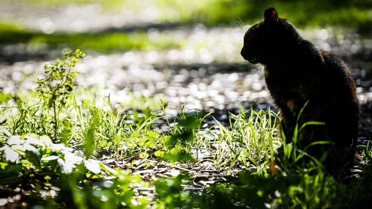 Immagine di Cosa è la vita: perché ce lo chiediamo?