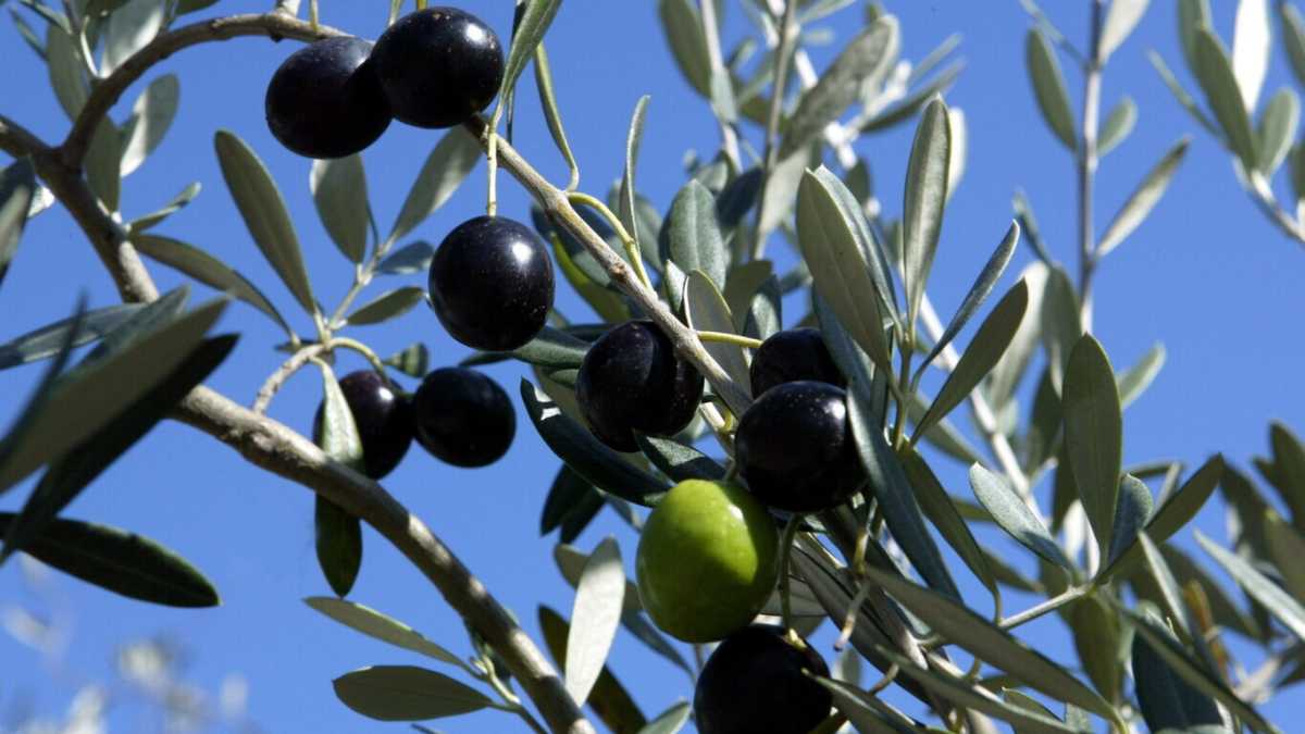 Immagine di La pazza legge di Urso e Lollobrigida contro il Made in Italy che ha messo in crisi il settore olivicolo