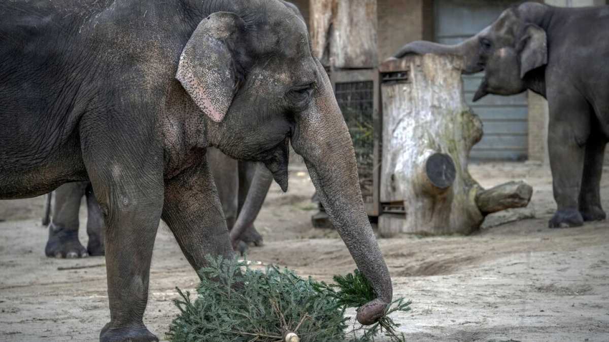 Immagine di Gli zoo sotto le bombe: quando anche gli animali subiscono la guerra