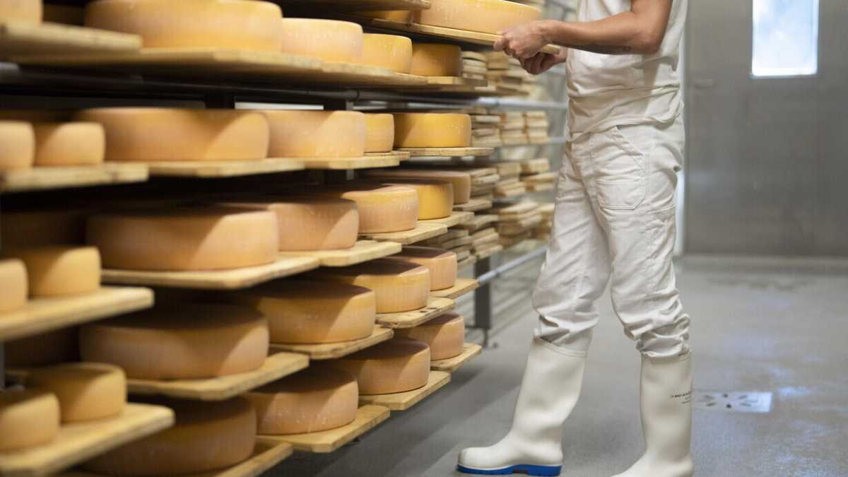 Immagine di Il successo del formaggio dimostra che l'umanità è salva