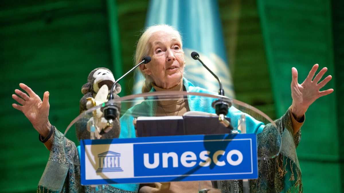 Immagine di Addio a Jane Goodall, pioniera di un nuovo modo di fare ricerca