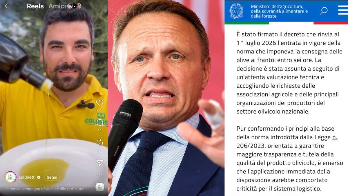 Immagine di La retromarcia di Lollobrigida sulla legge delle olive