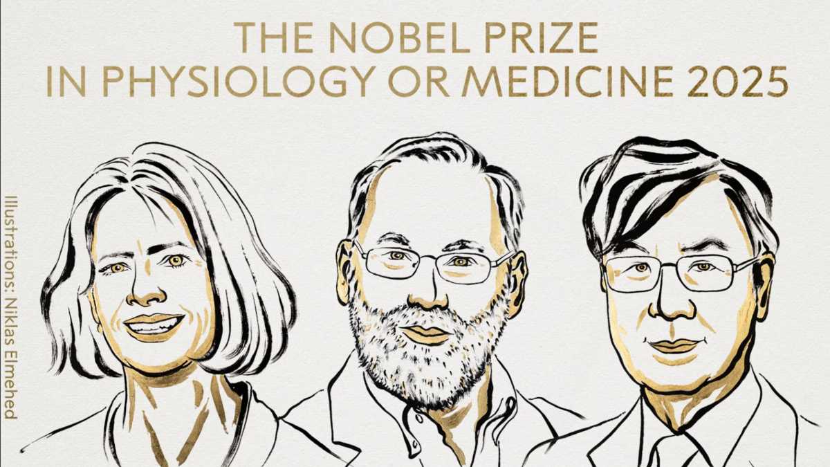Immagine di Il segreto delle cellule che frenano l’immunità svelato dai Nobel per la Medicina 2025