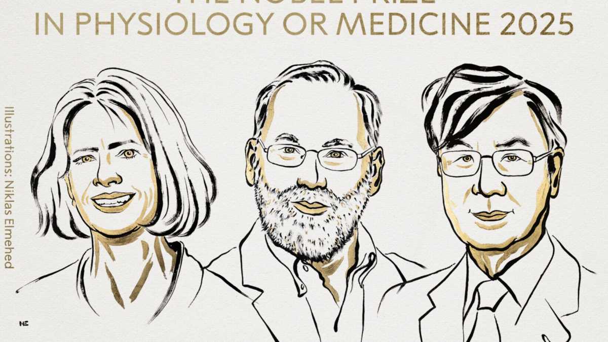 Immagine di Il Nobel per la Medicina va a Brunkow, Ramsdell e Sakaguchi