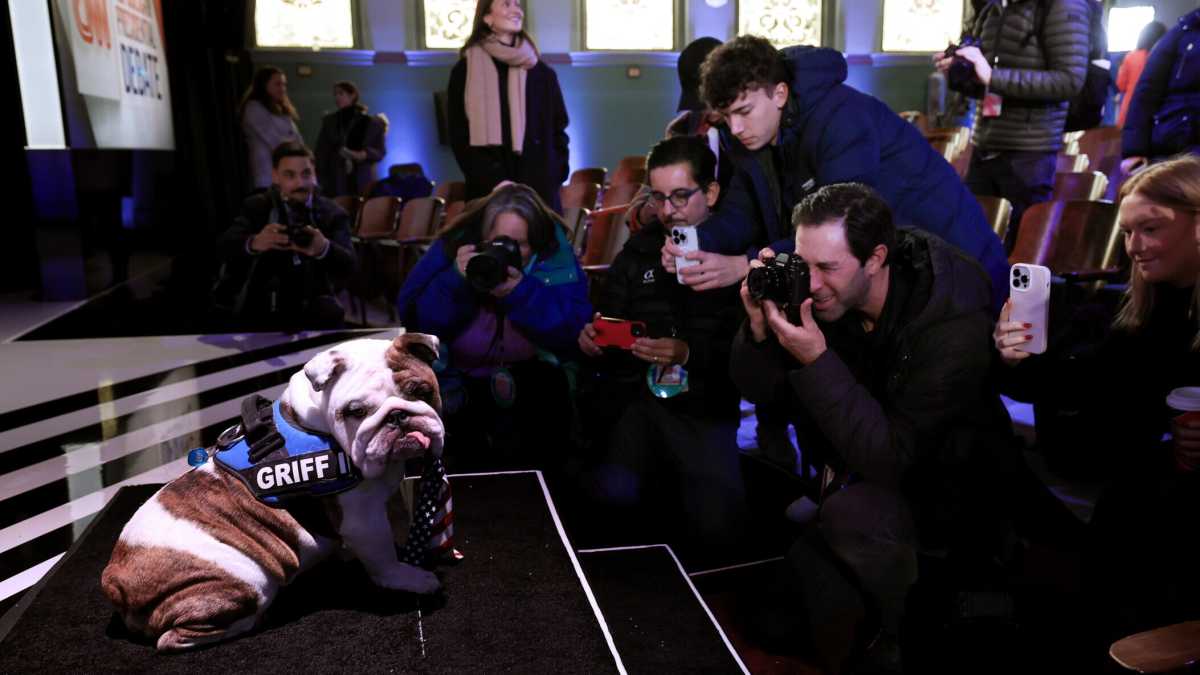 Immagine di Amico bulldog. Così politici e celebrità si sono innamorati