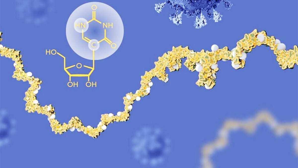 Immagine di Un vaccino basato su mRNA potrebbe aiutare il sistema immunitario contro il cancro