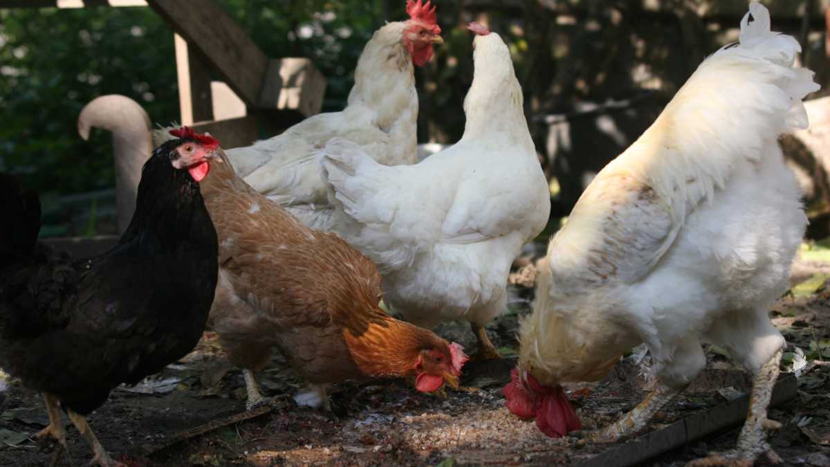 Immagine di Il pollo è moderno e democratico. Mangerò più manzo