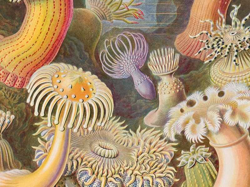 Ernst Haeckel, "Actiniae"