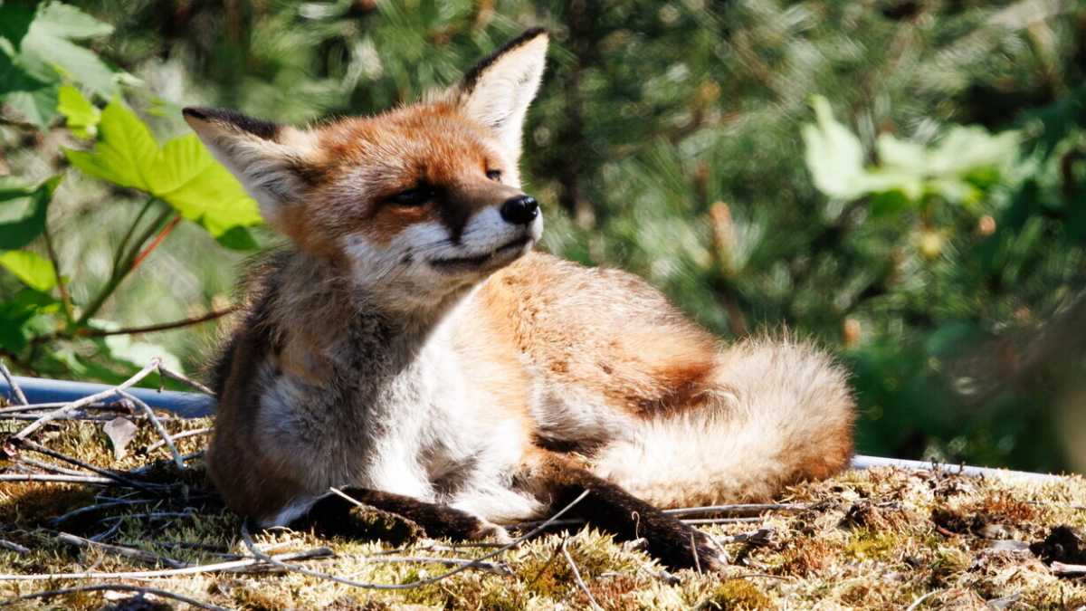 Immagine di La volpe che ha lasciato un paese senza internet dimostra che il web è una fogna