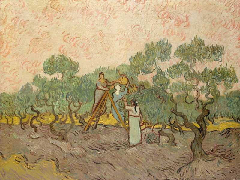 Vincent Van Gogh, "Raccolta delle olive", 1889