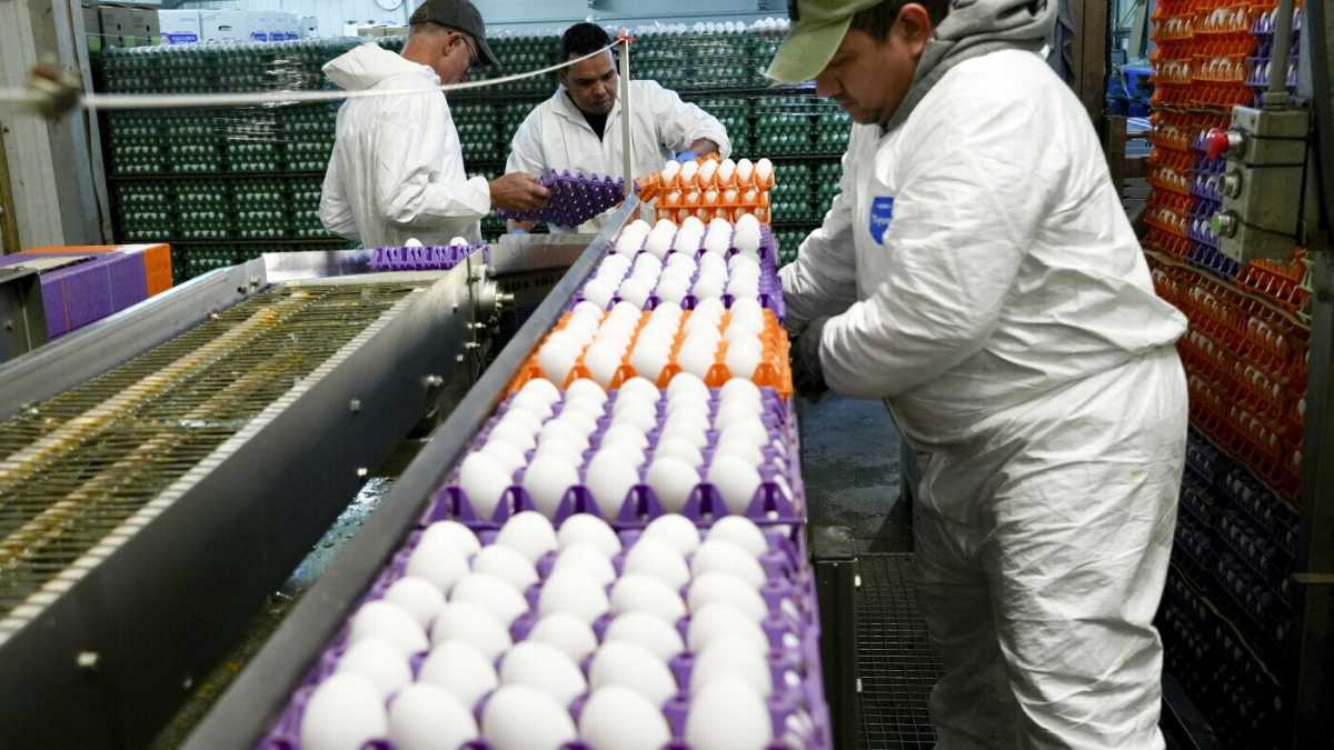 Immagine di Non sono stati gli allevamenti ad alimentare l'influenza aviaria in Nord America, ma gli uccelli migratori