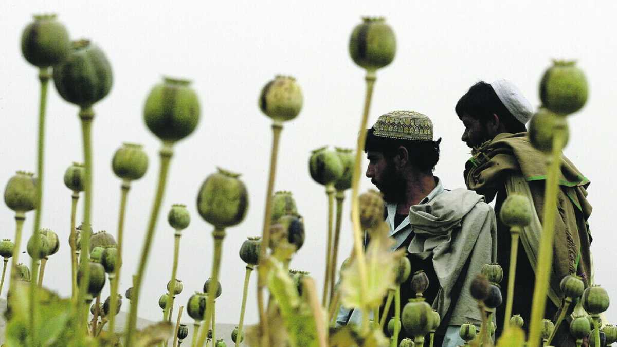 Immagine di Dentro la missione segreta della Cia per sabotare la coltivazione di oppio in Afghanistan