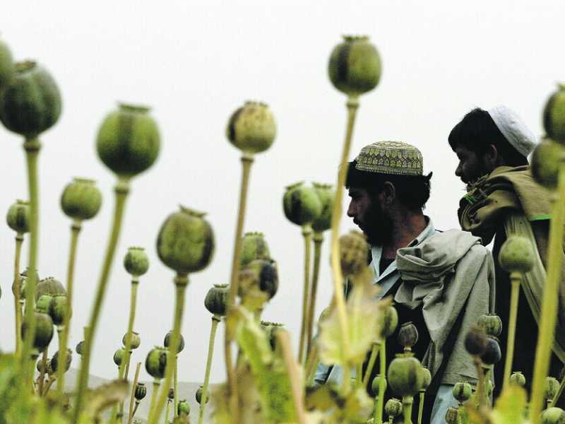 Dentro la missione segreta della Cia per sabotare la coltivazione di oppio in Afghanistan
