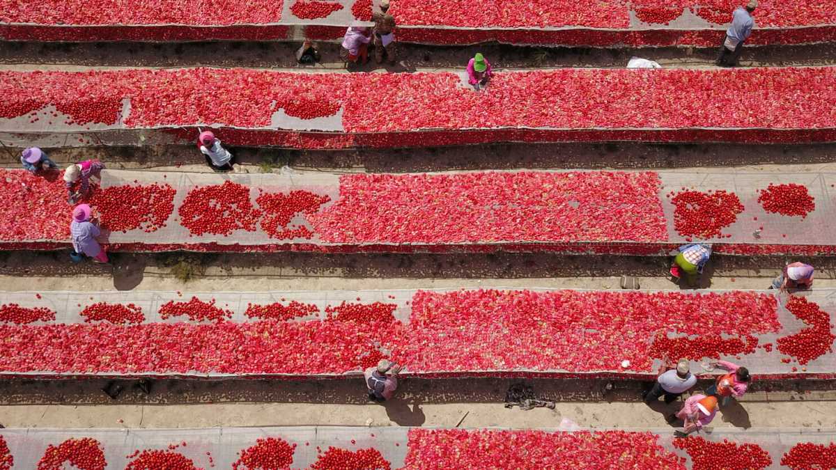 Immagine di L'Italia manda il primo segnale di derisking con la Cina sui pomodori