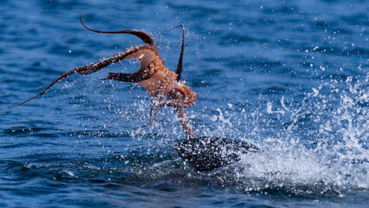 Immagine di Da mostro a meraviglia. Così il polpo è stato consacrato dai suoi cantori