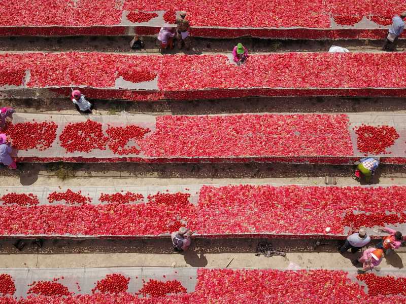 L'Italia manda il primo segnale di derisking con la Cina sui pomodori