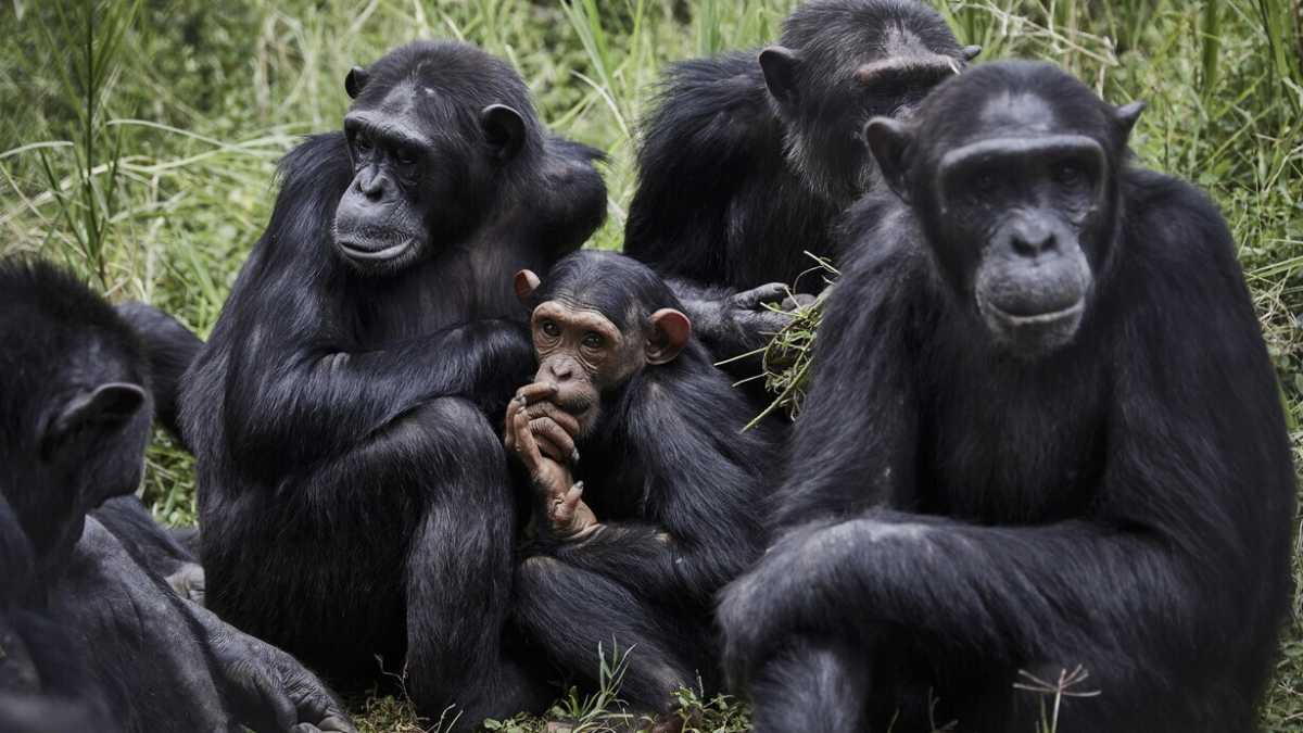 Immagine di Per comprendere la guerra occorre considerare la storia evolutiva del comportamento sociale