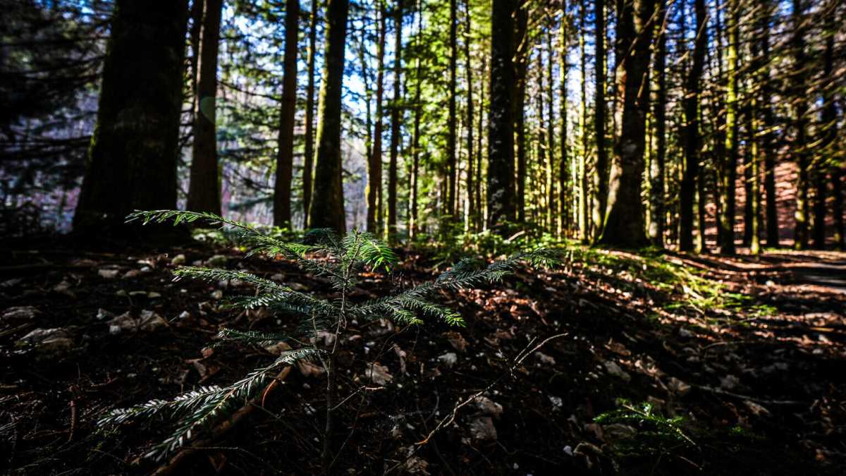 Immagine di San Bernardo, proteggi i tre bambini del bosco