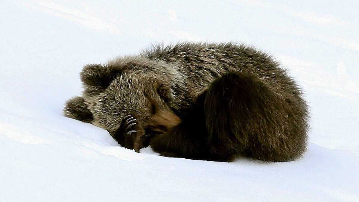 Immagine di Che nostalgia per quel tempo di tregua. Lettera da un sonno perduto