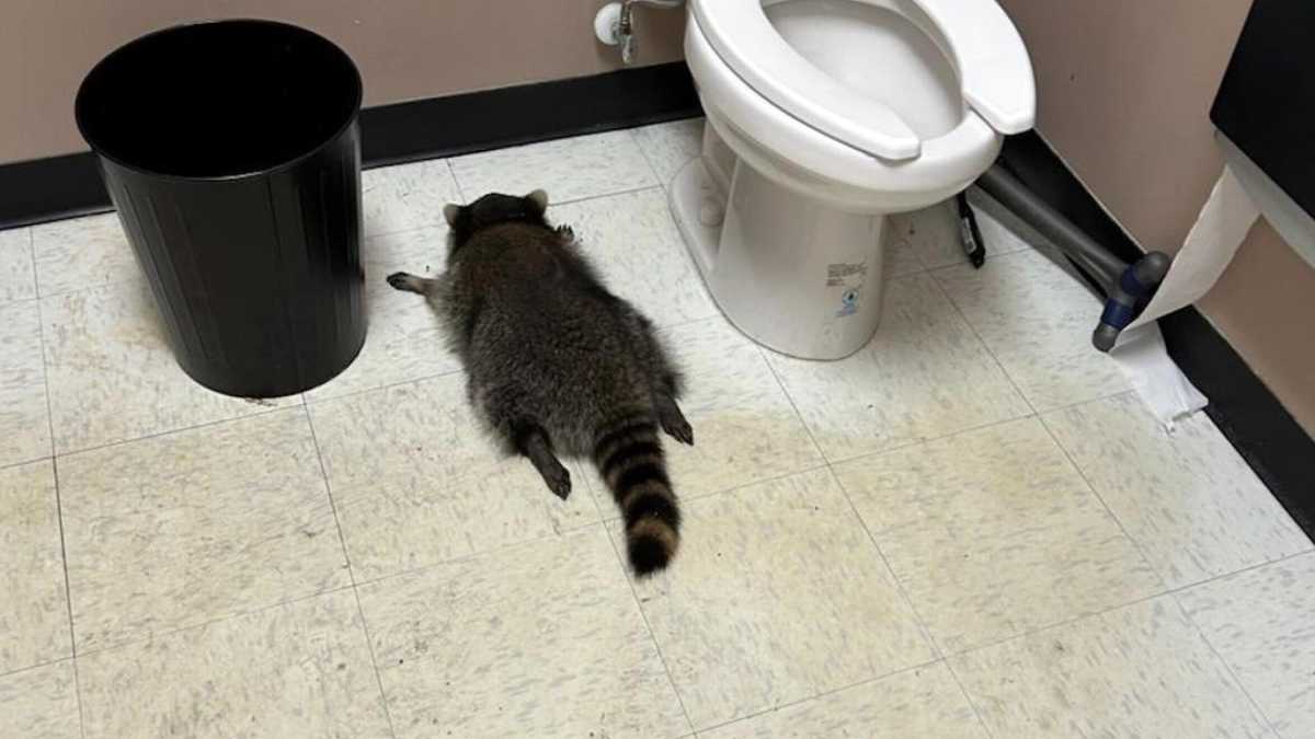 Immagine di Uomini e procioni. Mentre i primi rifuggono dal mondo urbanizzato, i secondi ne sono attratti