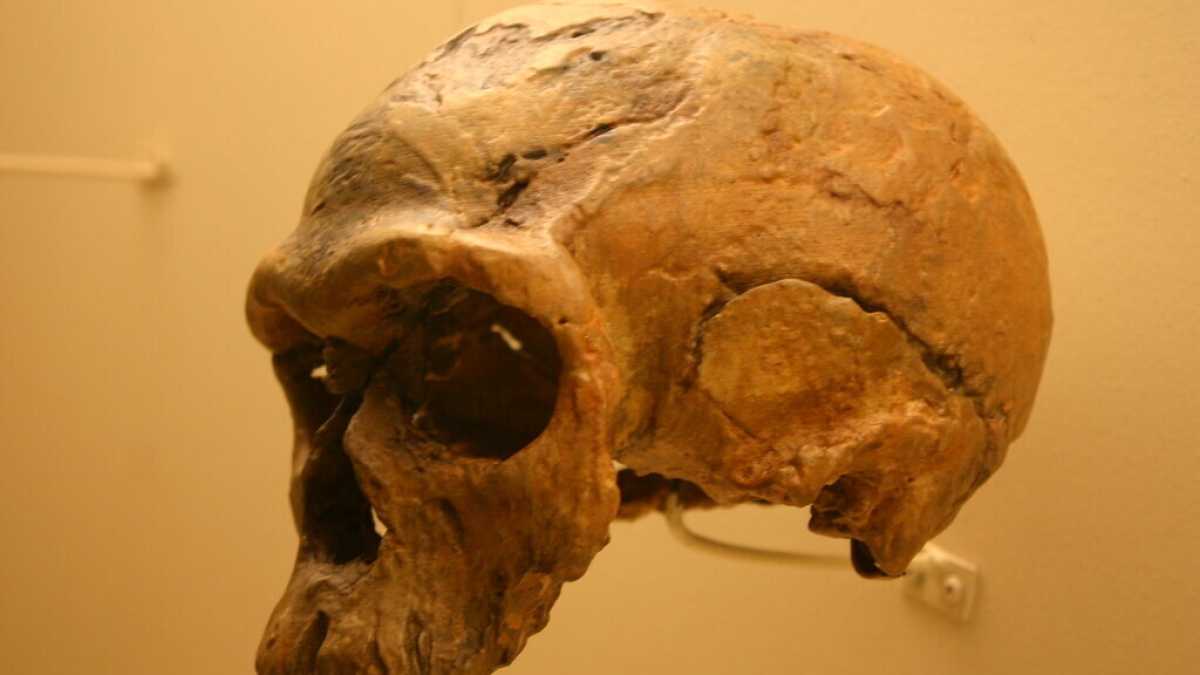 Immagine di Cercando le nostre radici, troviamo una massa intrecciata, non un singolo fittone