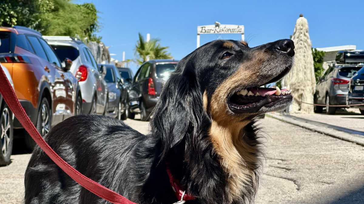 Immagine di Il Canettone: quando il Natale diventa una questione di marketing per i cani