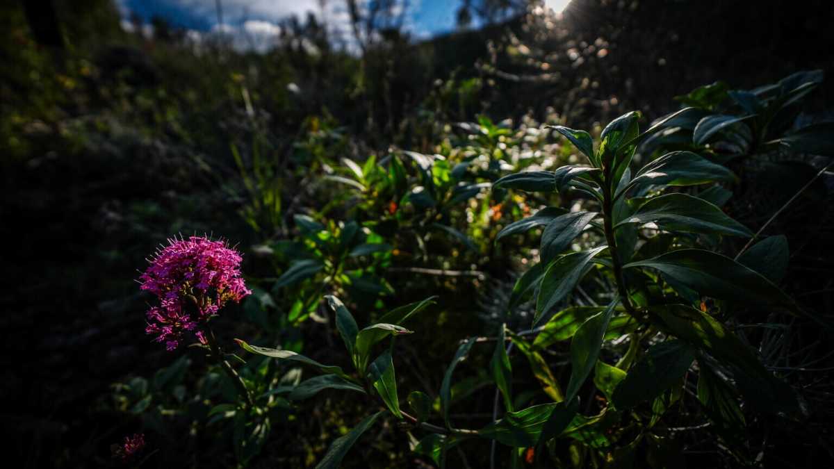 Immagine di Il costo di realizzare un sistema vivente