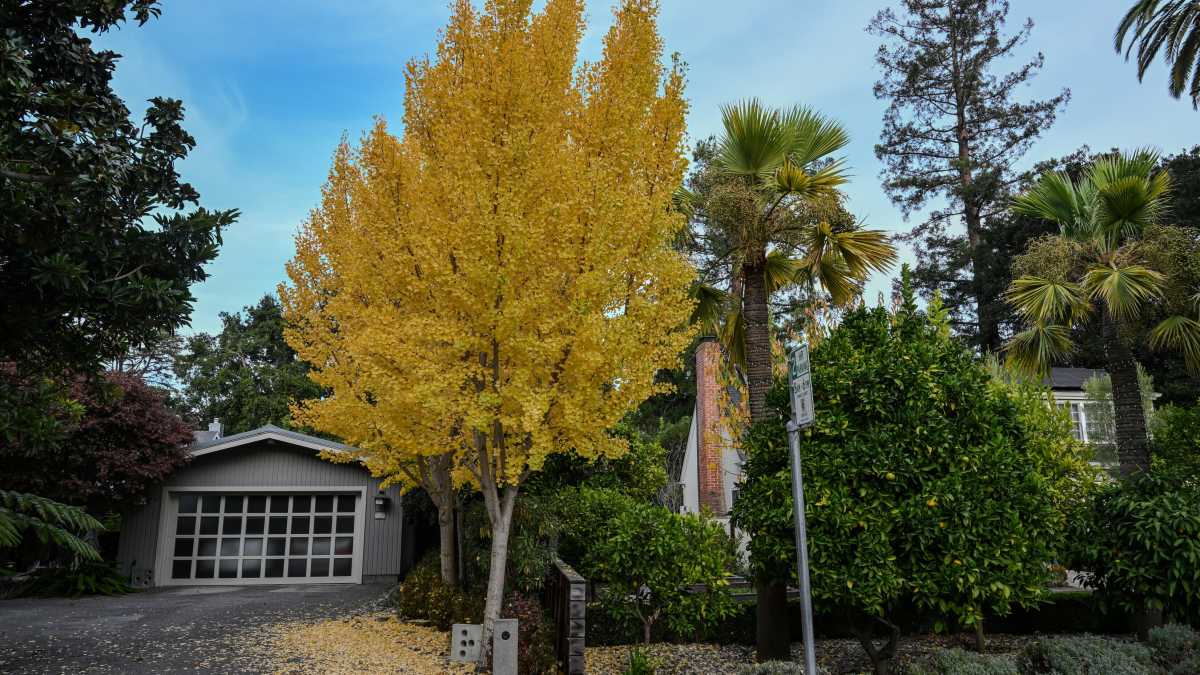 Immagine di In Silicon Valley i miliardari non vogliono più vicini di casa