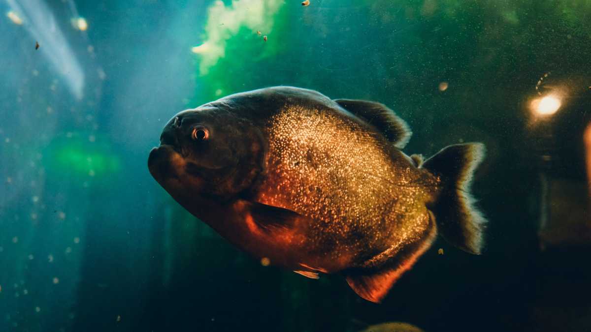 Immagine di Romagnoli naufrago nell’oceano tra ippocampi e piranha