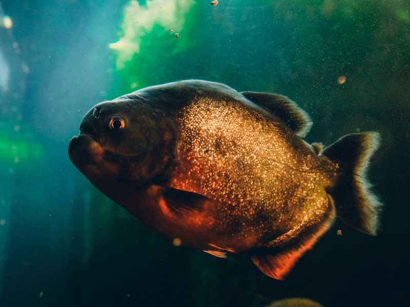 Romagnoli naufrago nell’oceano tra ippocampi e piranha