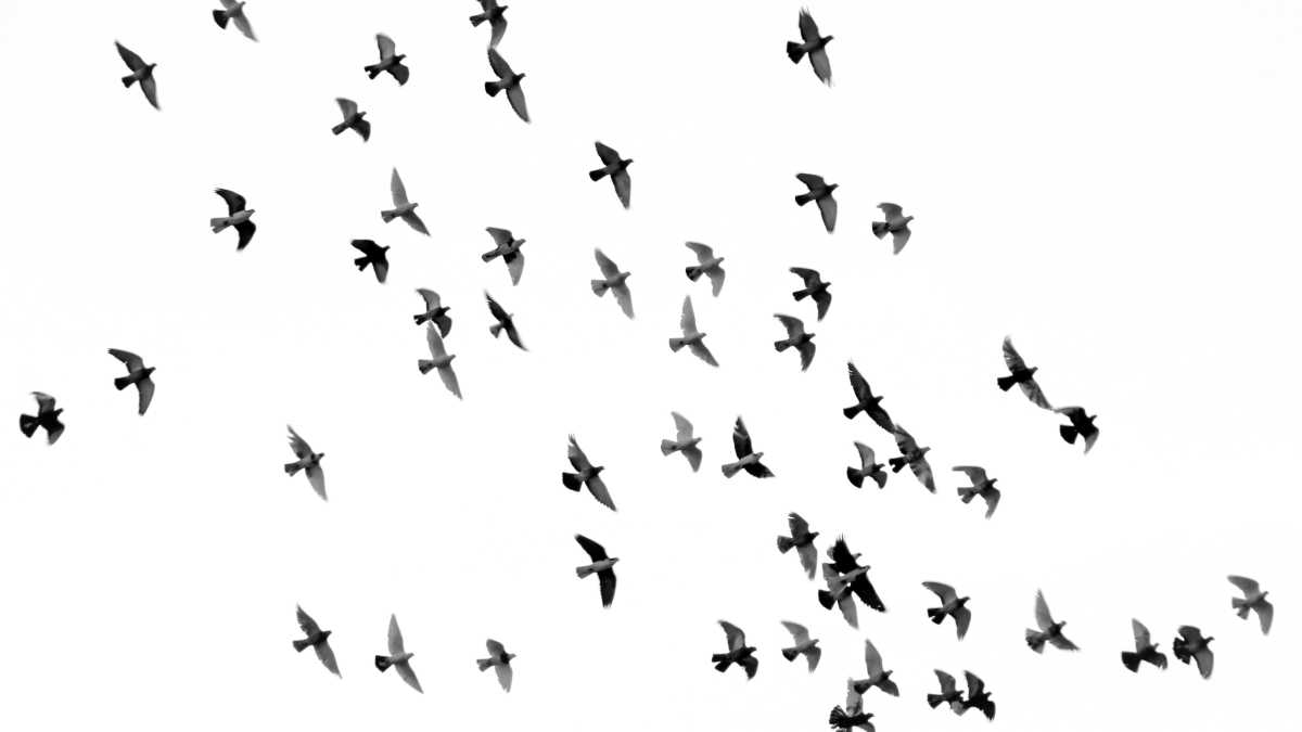 Immagine di Parlare con gli animali è possibile. Anche con i dialetti