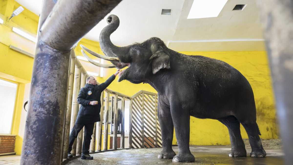 Immagine di Lo zoo di Kyiv che resiste al freddo e alle bombe