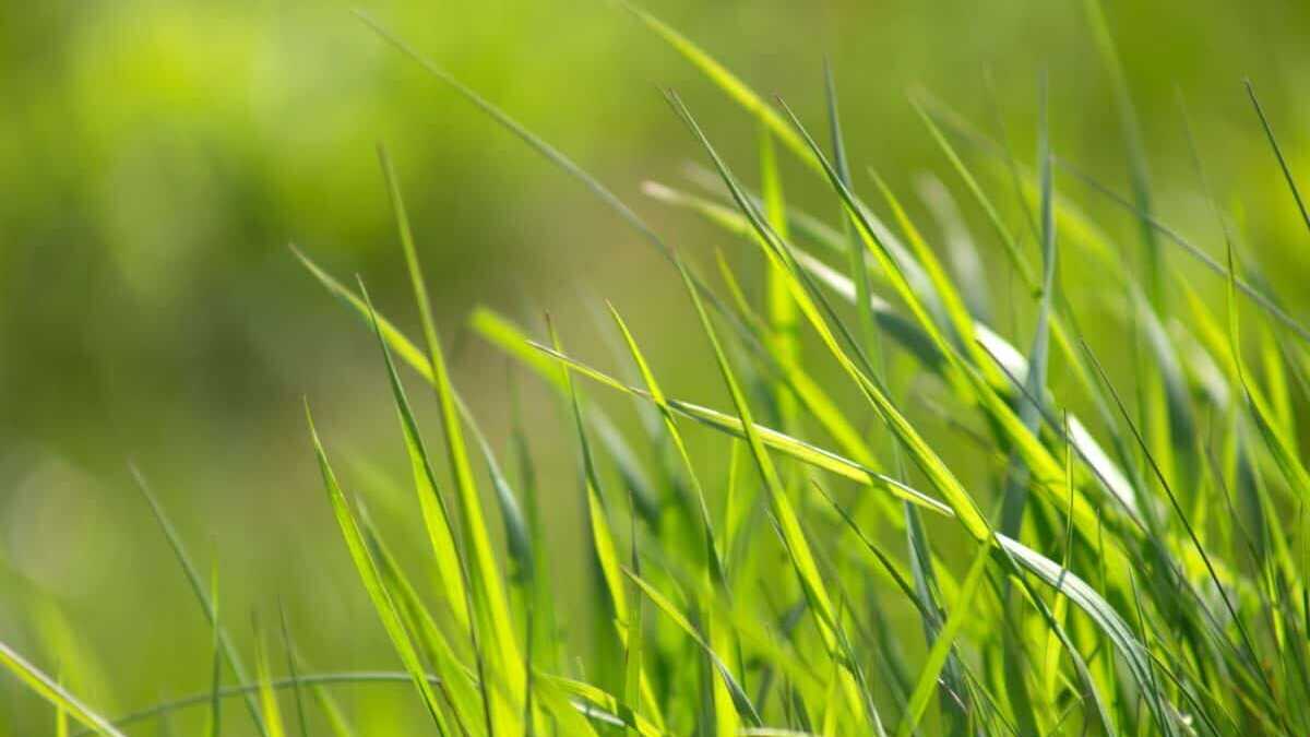 Immagine di Una scoperta macabra in giardino