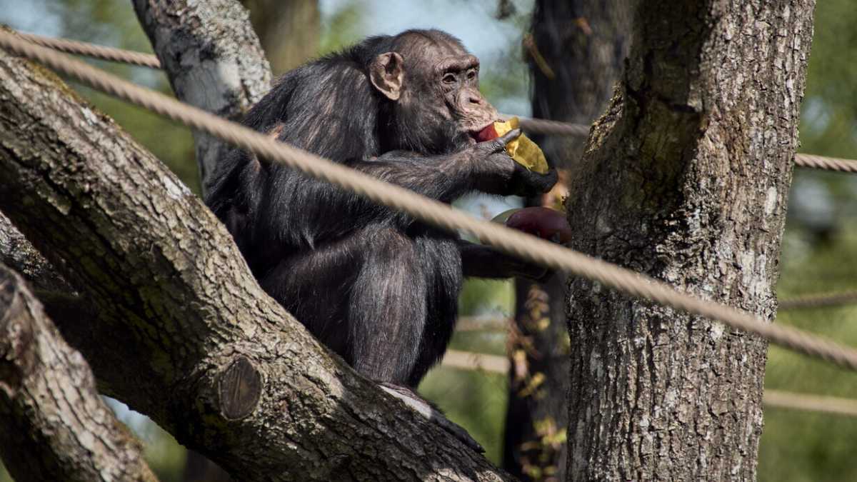 Immagine di L'immaginazione degli animali