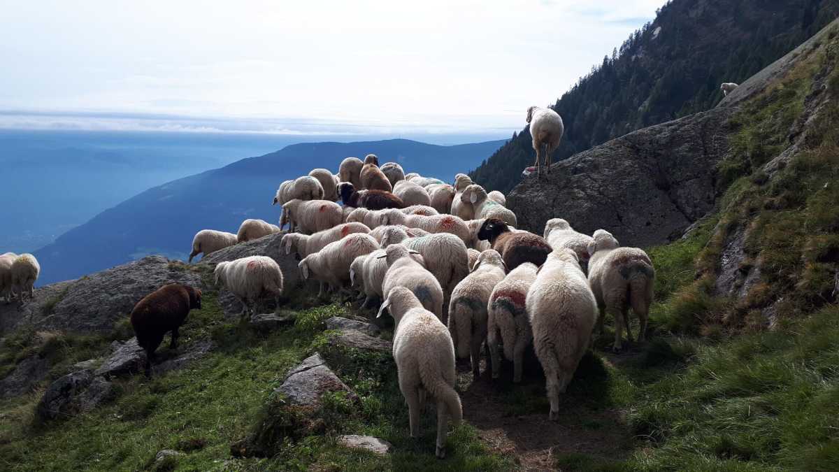 Immagine di Durante la transumanza è bene stare attenti