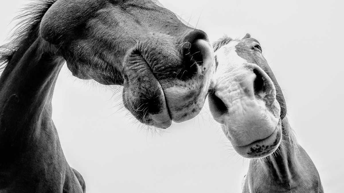 Immagine di "Lo stop alla carne di cavallo? Si rischia una rivolta". Voci dai territori dove la braciola è cultura (e business)