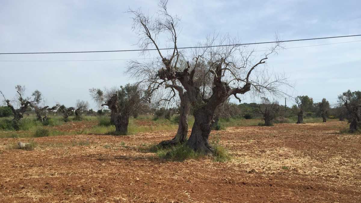 Immagine di Il tribunale di Bari archivia il complotto sulla Xylella: l'unico complotto è quello contro gli scienziati